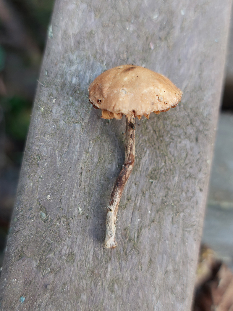 Photo © Jesper Launder Galerina salicicola by Jesper Launder